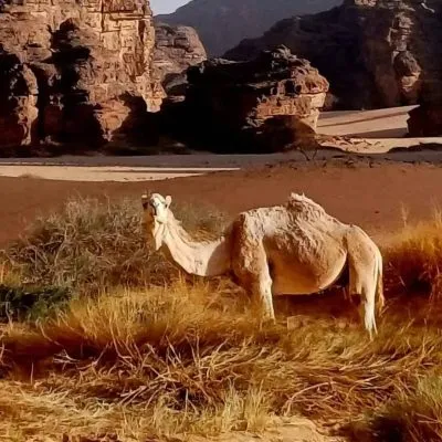 WhatsApp Image 2025-01-29 at 08.29.48